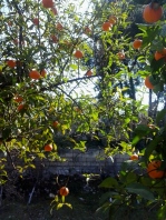 The mandarin and orange orchard in the garden
